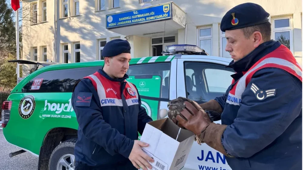 Jandarma, Yaralı Halde Bulunan Kızıl Şahin