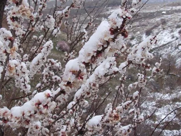 Sultandağı Kirazı Don Tehlikesiyle Karşı Karşıya!